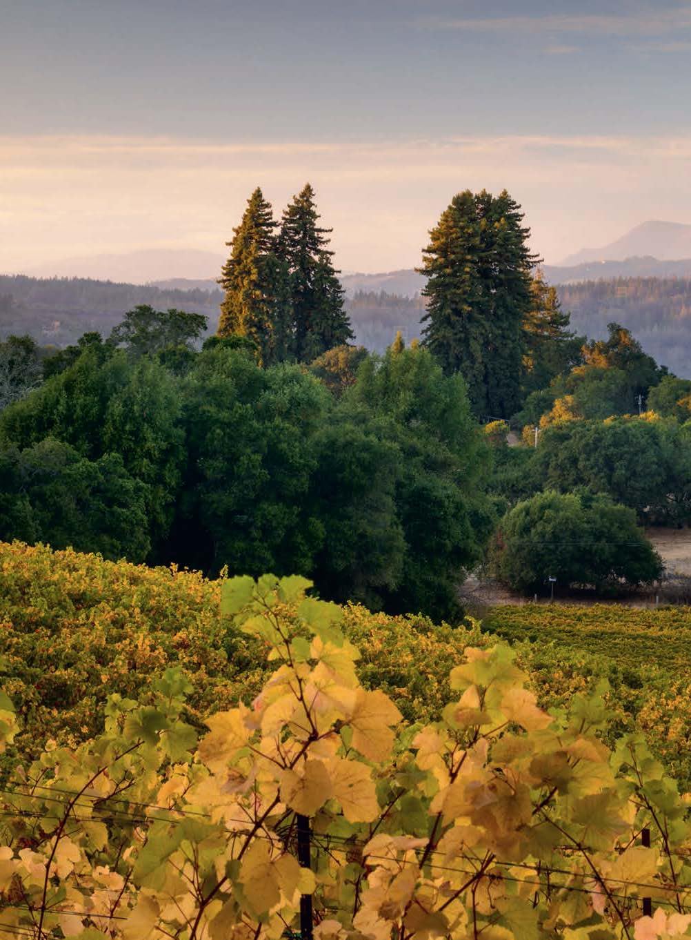 150 Vineyards You Need - Image 3