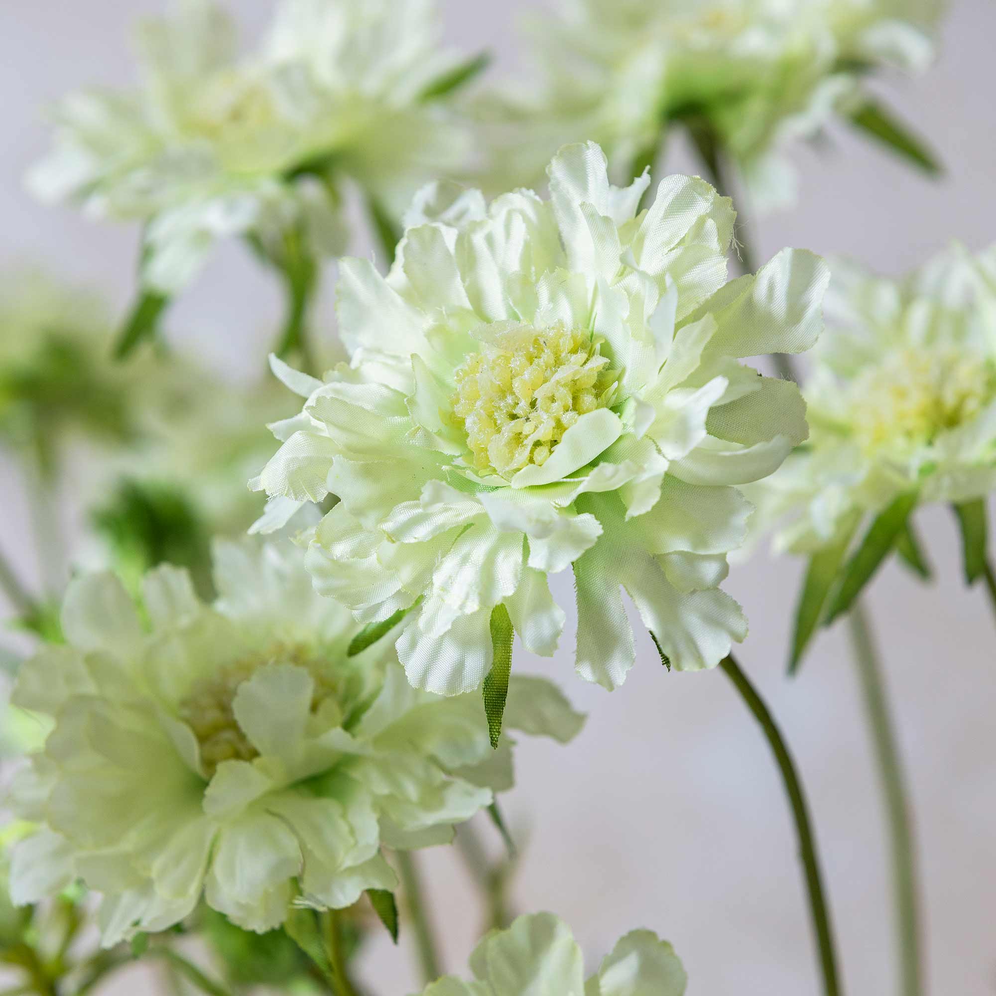 Scabious Flower, Cream - Image 2