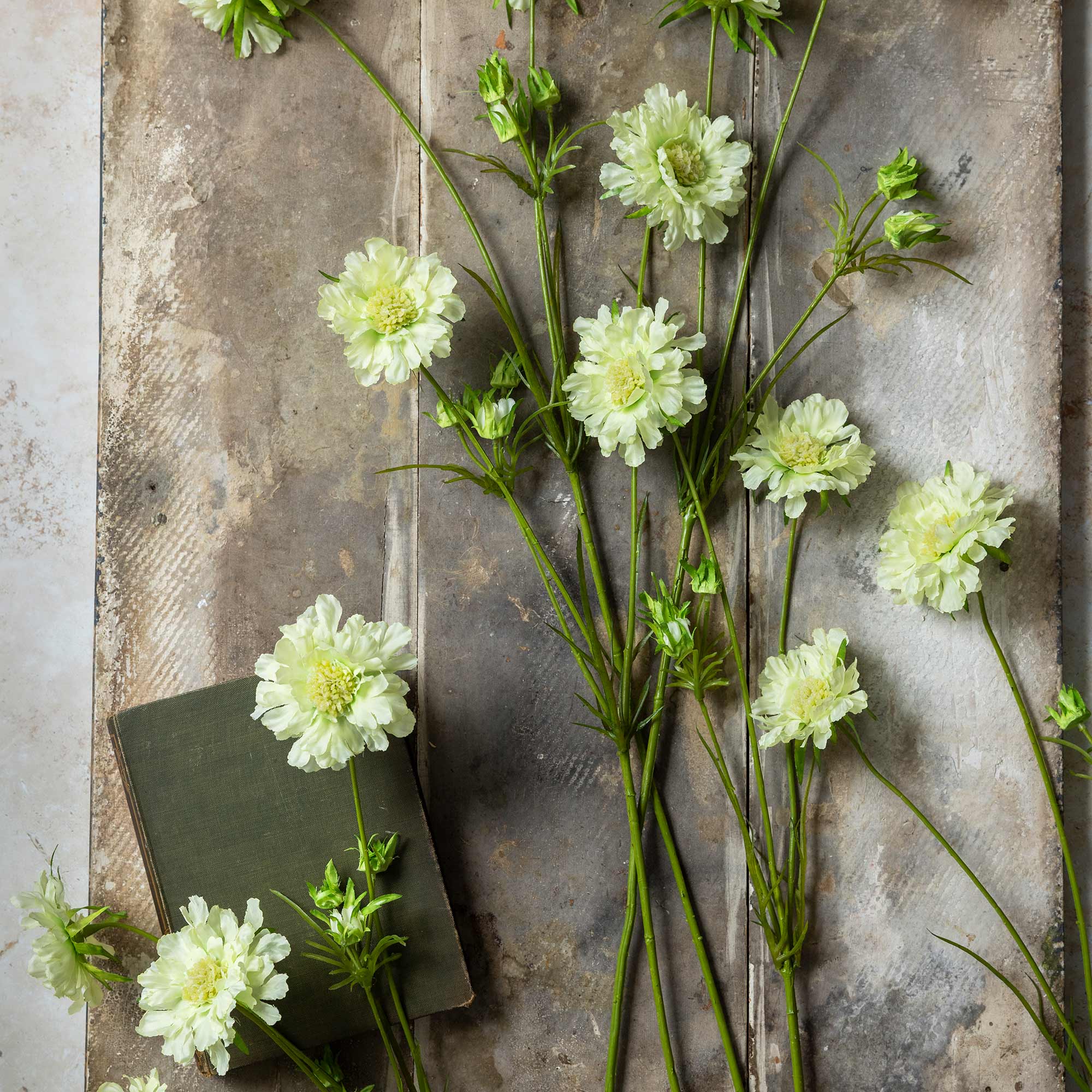 Scabious Flower, Cream - Image 3