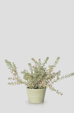 Artificial Burrito Sedum in pot