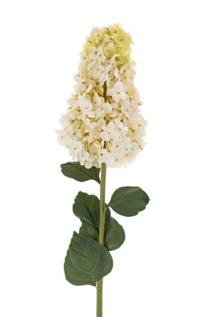 Hydrangea Paniculata Stem
