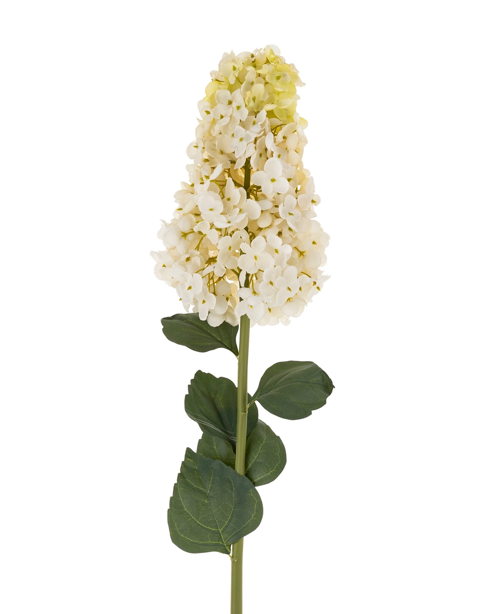 Hydrangea Paniculata Stem