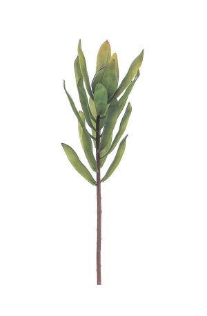 Protea Spray