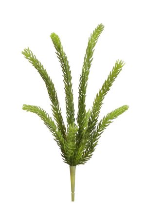 Senecio Pick 15″