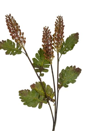 Astilbe Floral Spray