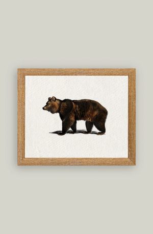 Bear Art