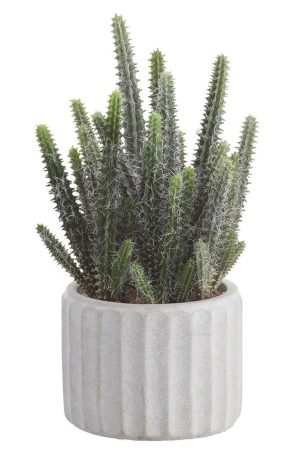 9″ Cactus in Cement Pot