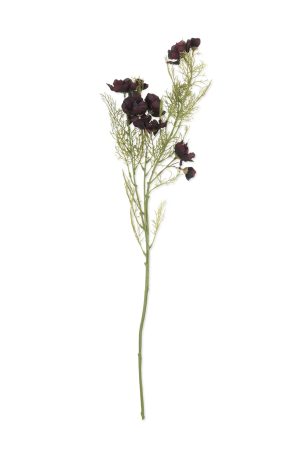 Cosmos /Burgandy