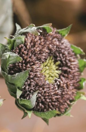 Sunflower Stem Dark Purple