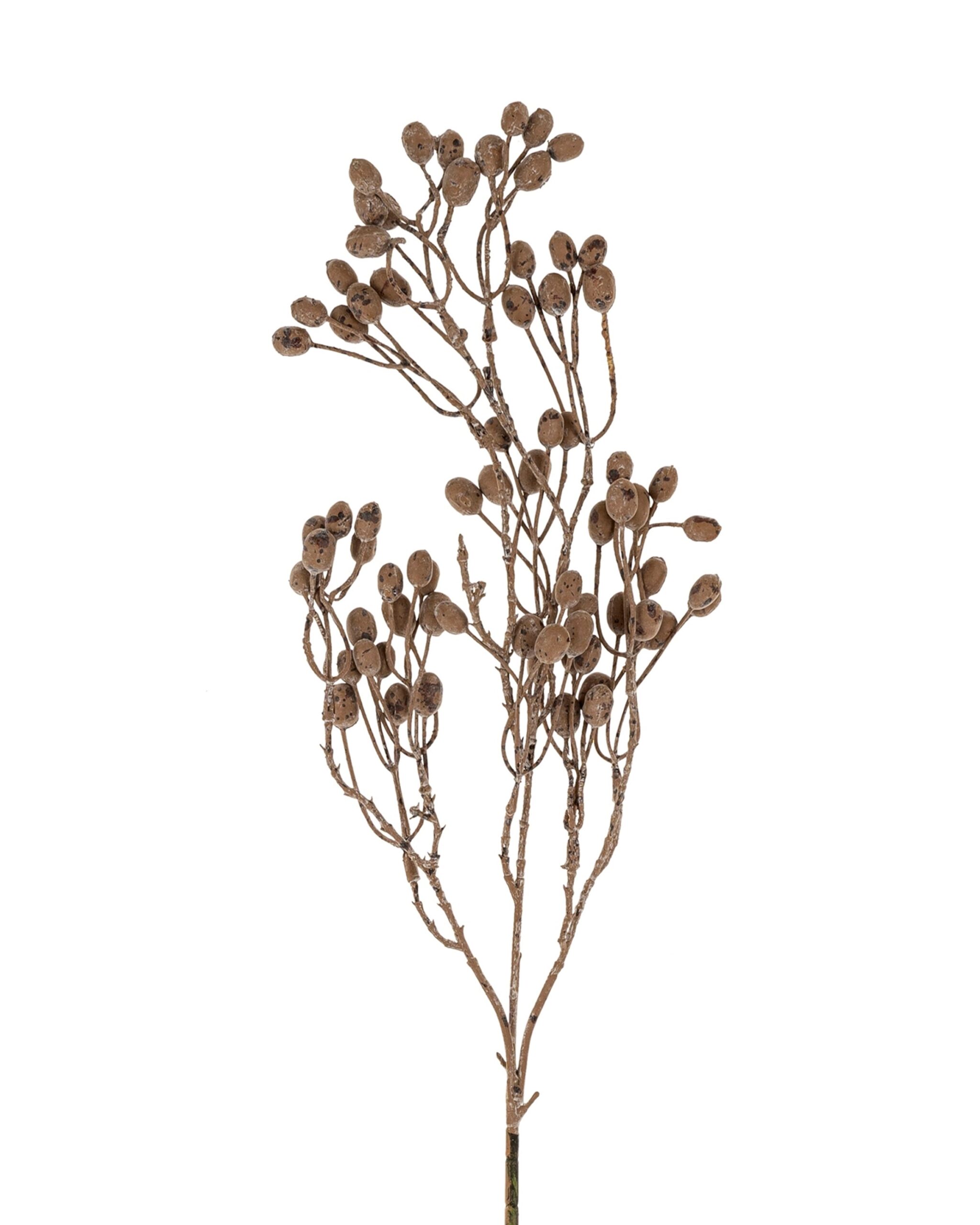 Dried Berry Branch