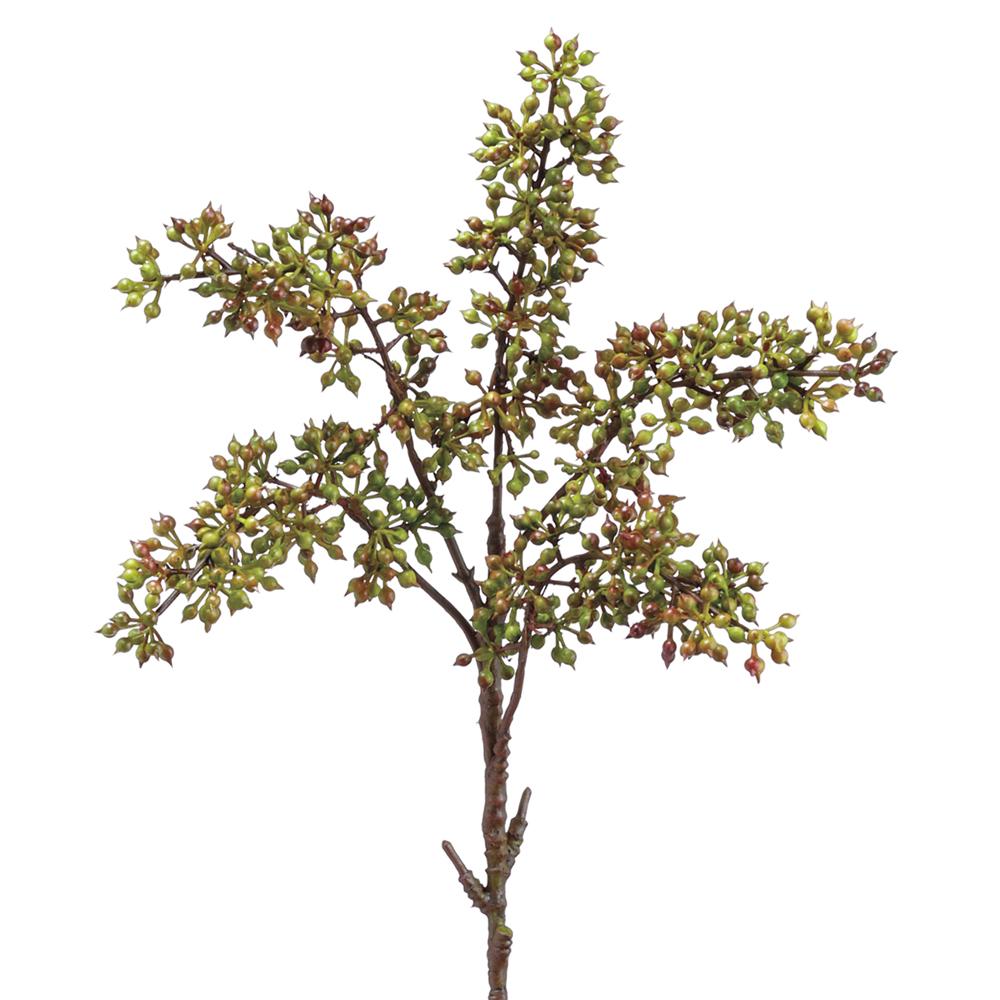 Sedum Pick Green - Image 2