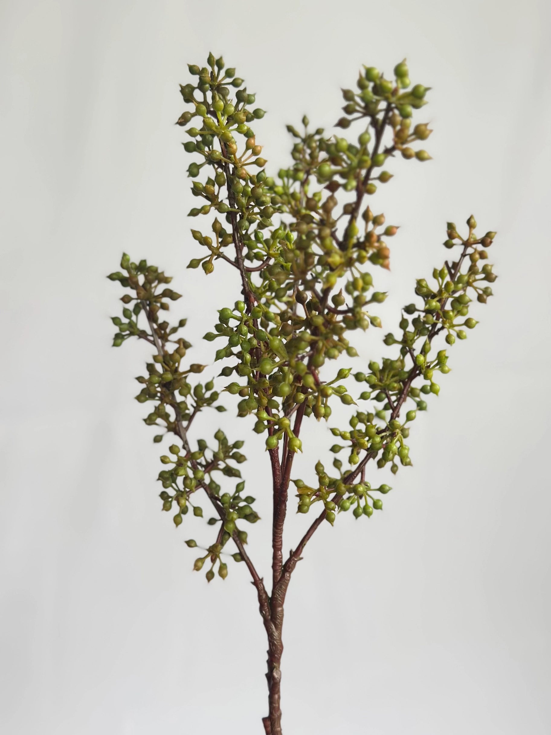 Sedum Pick Green - Image 3