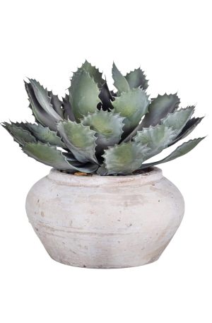 Esther Pot with Succulent