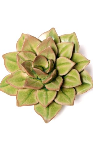 Green Fairy Echeveria