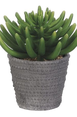 Aeonium in Cement Pot