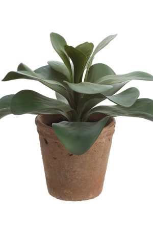 12″ Kalanchoe /Clay Pot