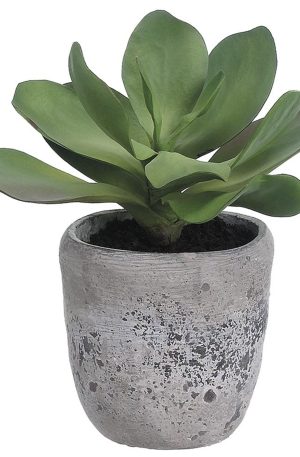 12″ Kalanchoe