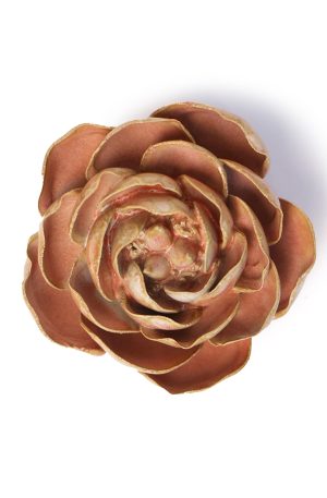 Peach Pink Peony