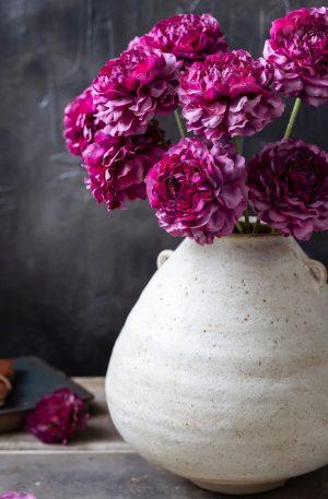 Purple Carnation