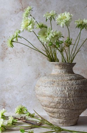 Scabious Flower, Cream