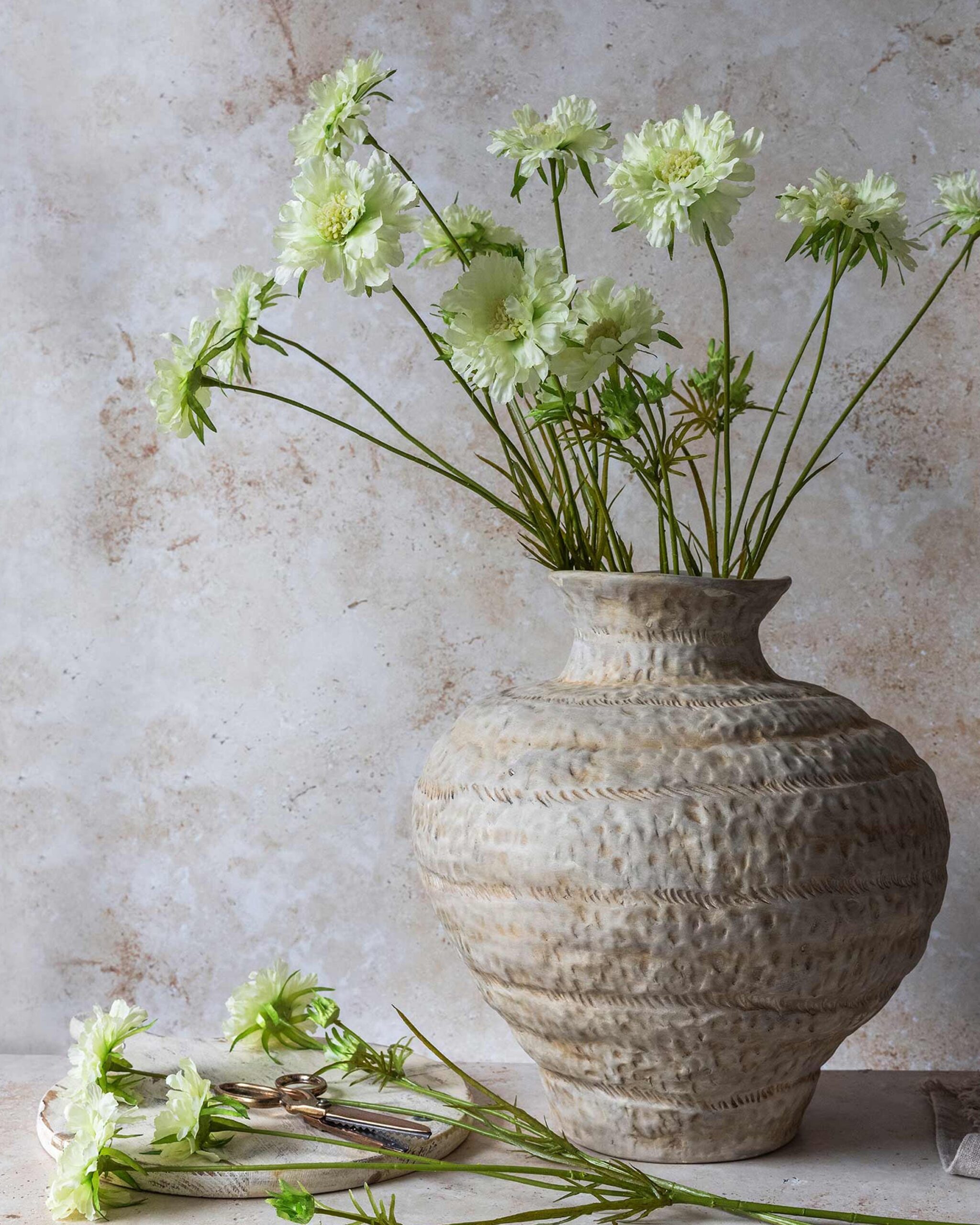 Scabious Flower, Cream
