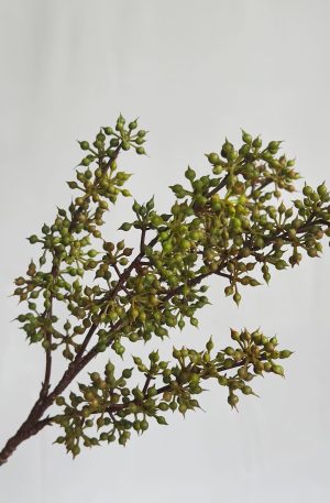 Sedum Pick Green