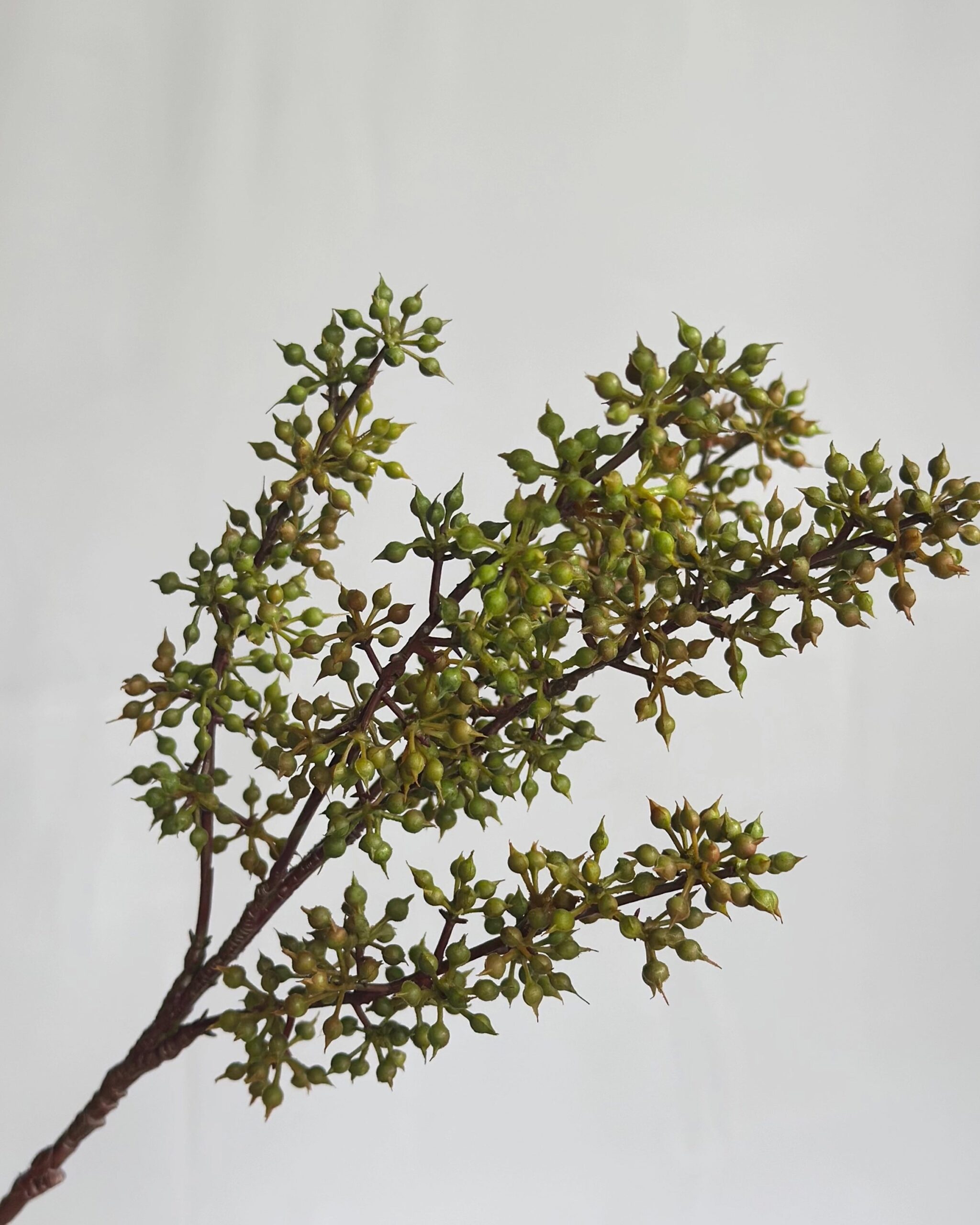 Sedum Pick Green