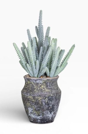 6″ Titan Pot with Cactus