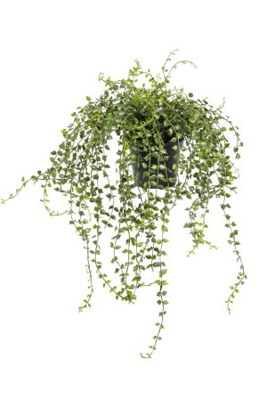 5.5″ Turtle Vine Potted Plant