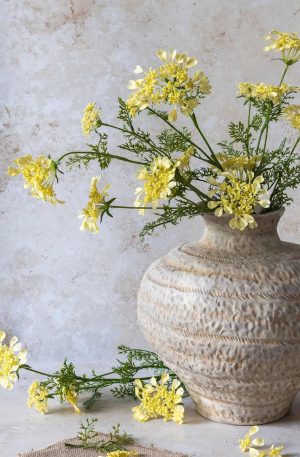 Wild Dill